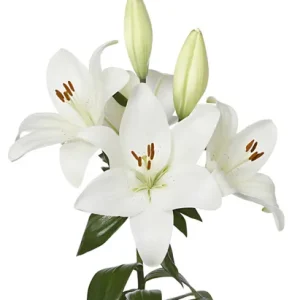 Lilium Mercato