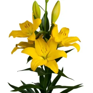 Lilium Nashville