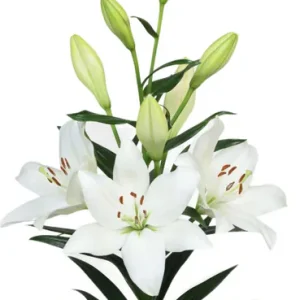 Lilium Osorno