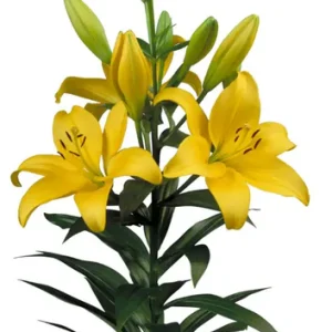 Lilium Pavia