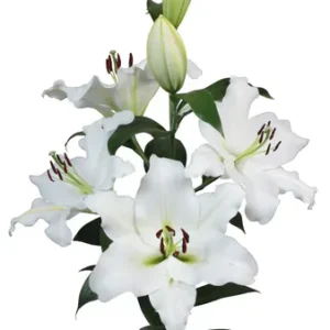 Lilium Petacas