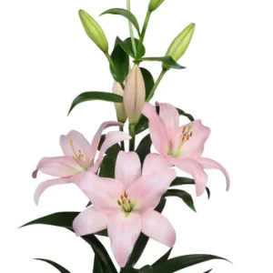 Lilium Pigalle