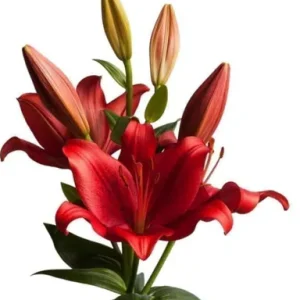 Lilium Pokerface