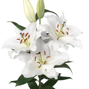 Lilium Premium Blond