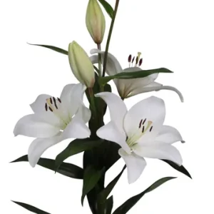 Lilium Richmond