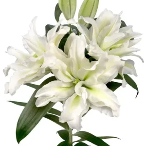 Lilium Roselily Aisha