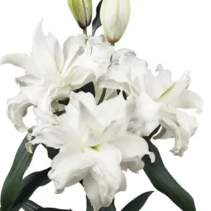 Lilium Roselily Angela