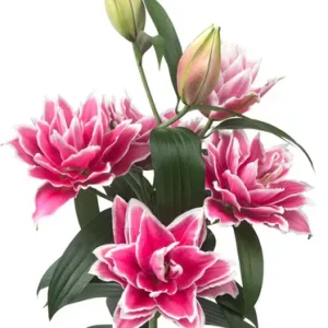 Lilium Roselily Samantha