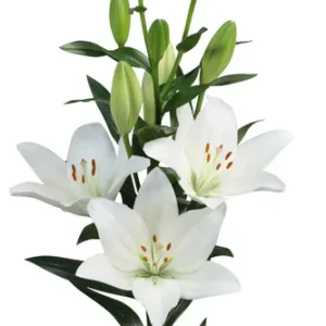 Lilium Scansano