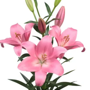 Lilium Scotland
