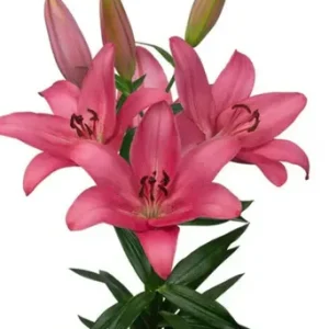 Lilium Sentosa