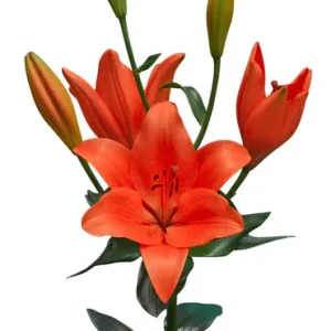 Lilium Sunderland
