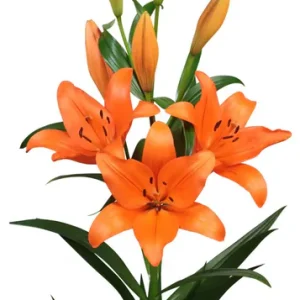 Lilium Surfside