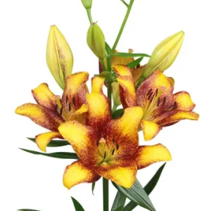 Lilium Sweet Valley