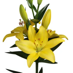 Lilium Tampa