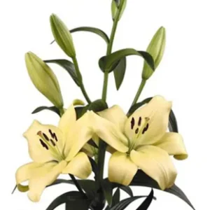 Lilium Trebbiano Gerrit Zalm
