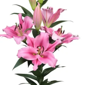 Lilium Trocadero