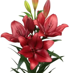 Lilium Vuelta