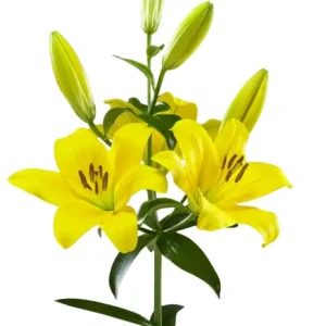 Lilium Downtown