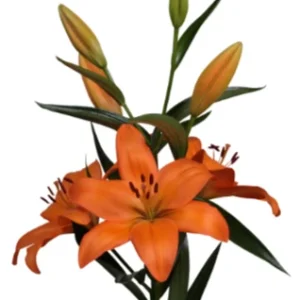 Lilium Eremo