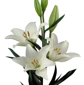 Lilium Erinome