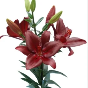 Lilium Forza Red
