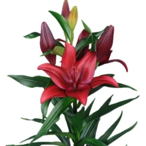 Lilium Hardrock