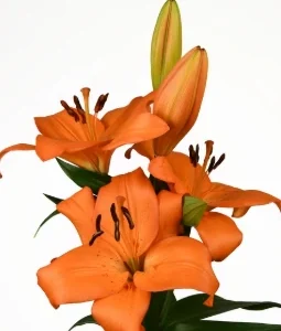Lilium Kodaira