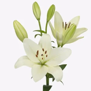 Lilium Larino
