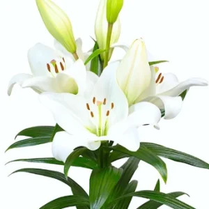 Lilium Lucera