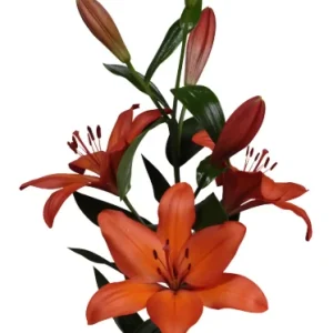Lilium Moordale