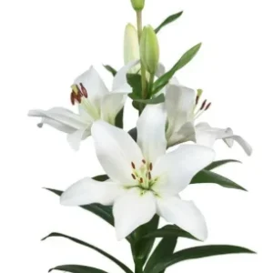 Lilium Parrano