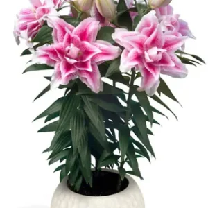 Lilium Roselily Nowa
