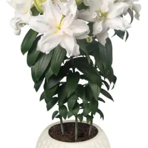 Lilium Roselily Zeta