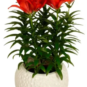 Lilium Summer Scarlet