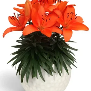 Lilium Tiny Heroes