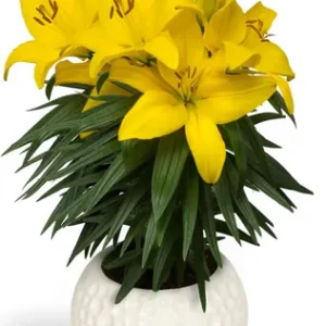 Lilium Tiny Ranger
