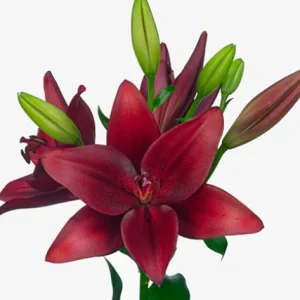 Lilium Red Rock