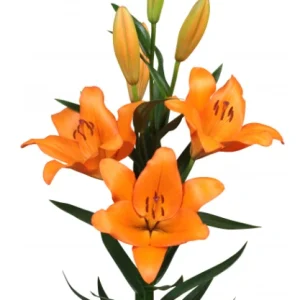 Lilium San Lugano