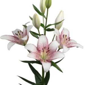 Lilium Sweet Zanica