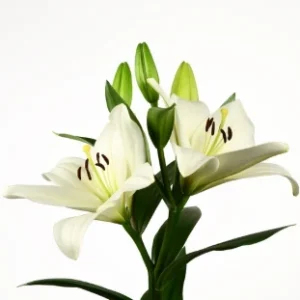 Lilium White Charm