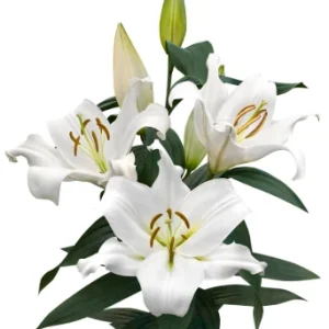 Lilium Zambesi