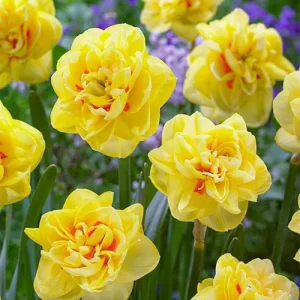 Narciso