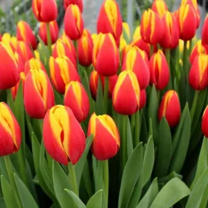 Tulipán