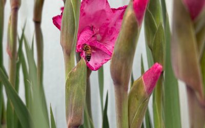 Entra en vigencia nueva exigencia de aviso previo para proteger a las abejas